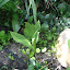 lily of the valley