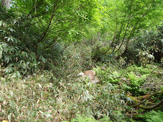 沢筋は笹藪の中に消えている。