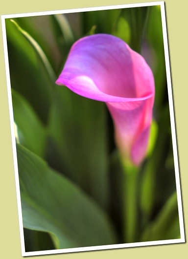 lipstick Calla Pink Lily