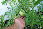 March 20 Happy Garden Slideshow
