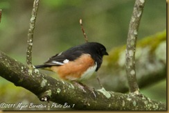 Eastern Towhee _Eastern Towhee