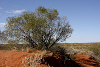 One of the stops on the way to Ayers-Uluru Rock