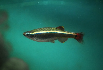 Venusfisk01