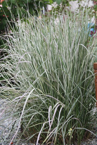 [bouquet0144.jpg]