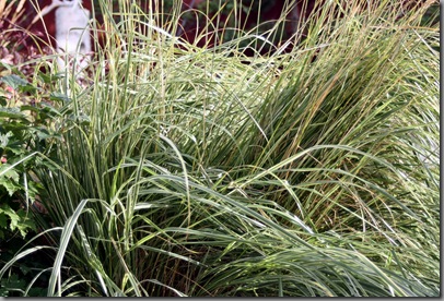 Calamagrostis 'Overdam'