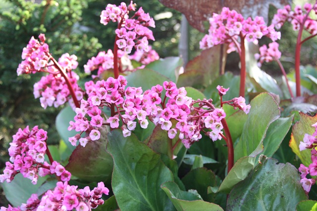[early summer bergenia 002[3].jpg]