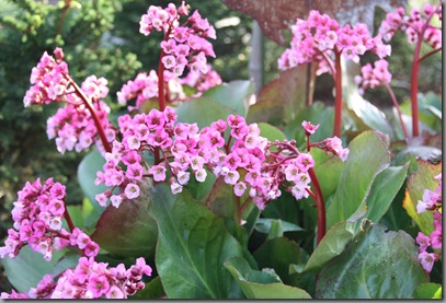 early summer bergenia 002 early summer bergenia 002