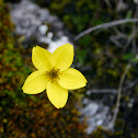 Flores Páramo