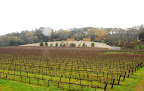 Georgeous Quintessa with mustard and dormant vines. Georgeous Quintessa with mustard and dormant vines.