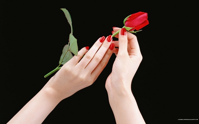 [Beauty Of Red Rose[2].jpg]