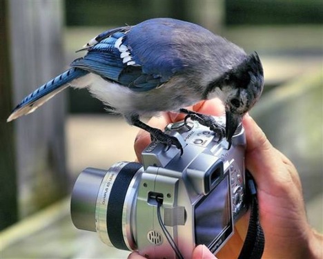 animales-camara (2)