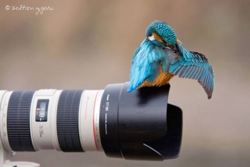 animales-camara (6)