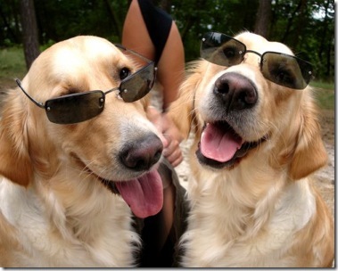 dogs_wearing_sunglasses