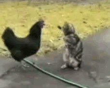 [gato[2].gif]