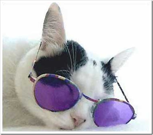 catSunglasses catSunglasses