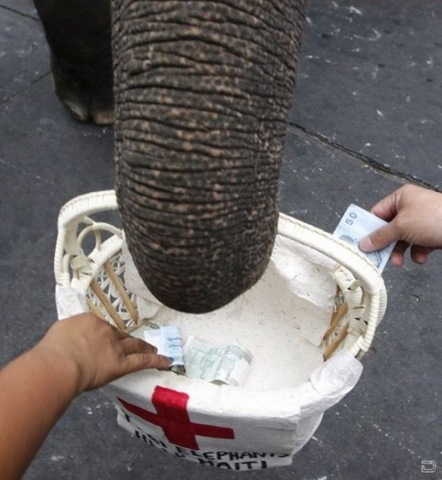 [1264393862_elephants_help_042.jpg]