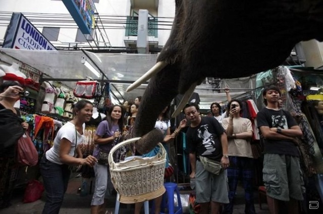 [1264393823_elephants_help_052.jpg]
