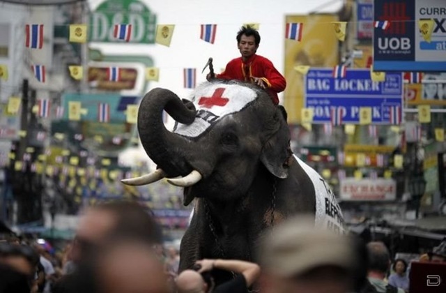 [1264393828_elephants_help_022.jpg]