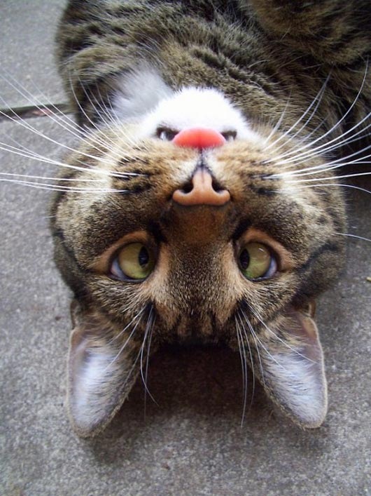 cara de castor cbreado