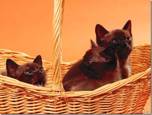1z - gatos divertidos (16)
