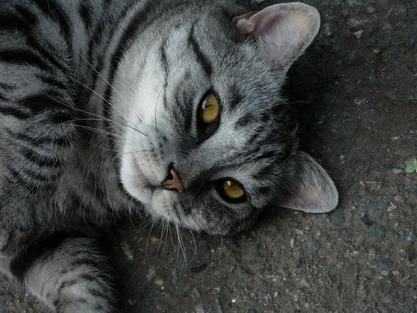 [1z - gatos divertidos[2].jpg]