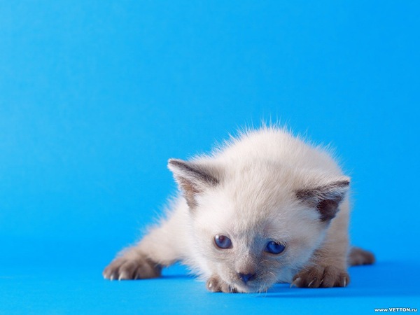 [1z - gatos divertidos (26)[2].jpg]