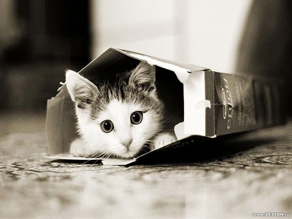 [1z - gatos divertidos (31)[2].jpg]
