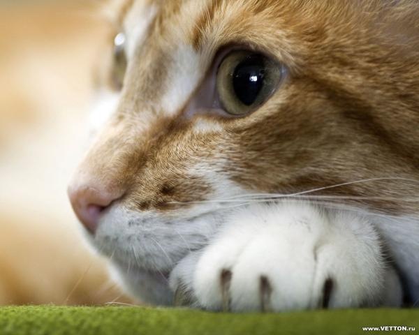 [1z - gatos divertidos (41)[2].jpg]