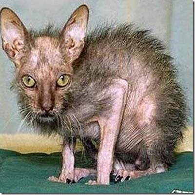 ugly-cat-bat-boy2