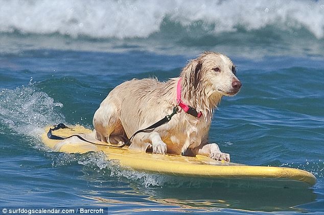 [perros surf (3)[2].jpg]