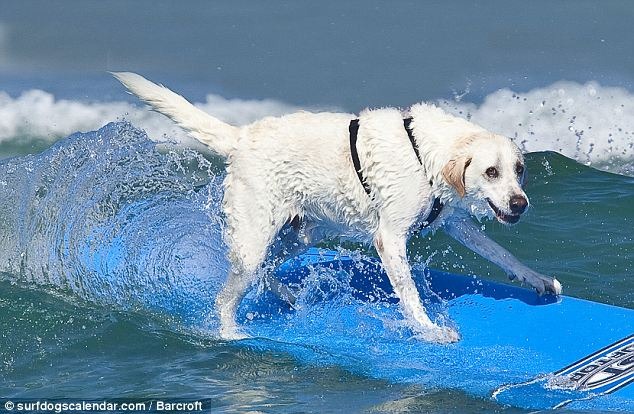 [perros surf (4)[2].jpg]