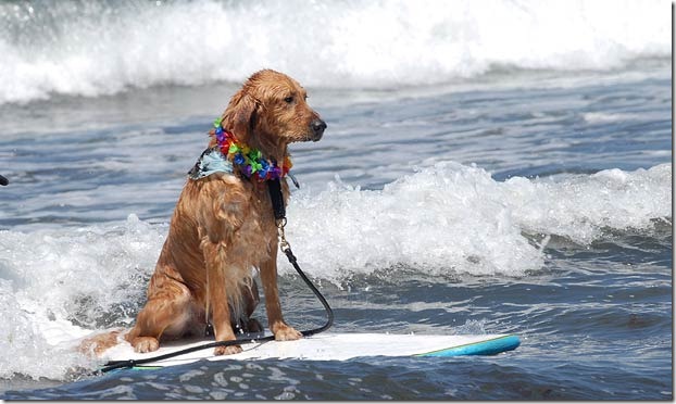 perros surf migallinero (5)