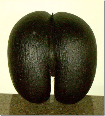 coco-culo
