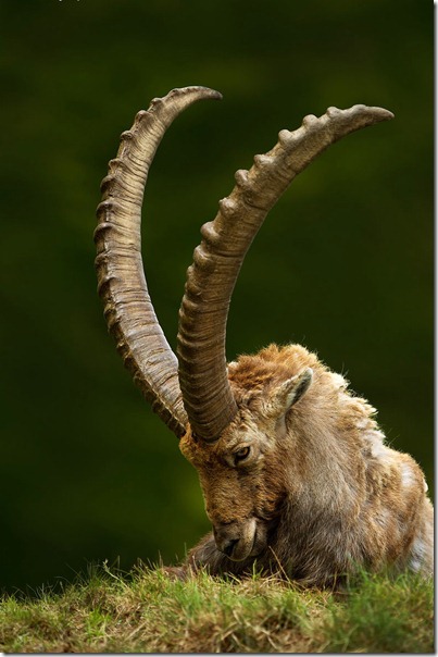 animales divertidos migallinero (3)