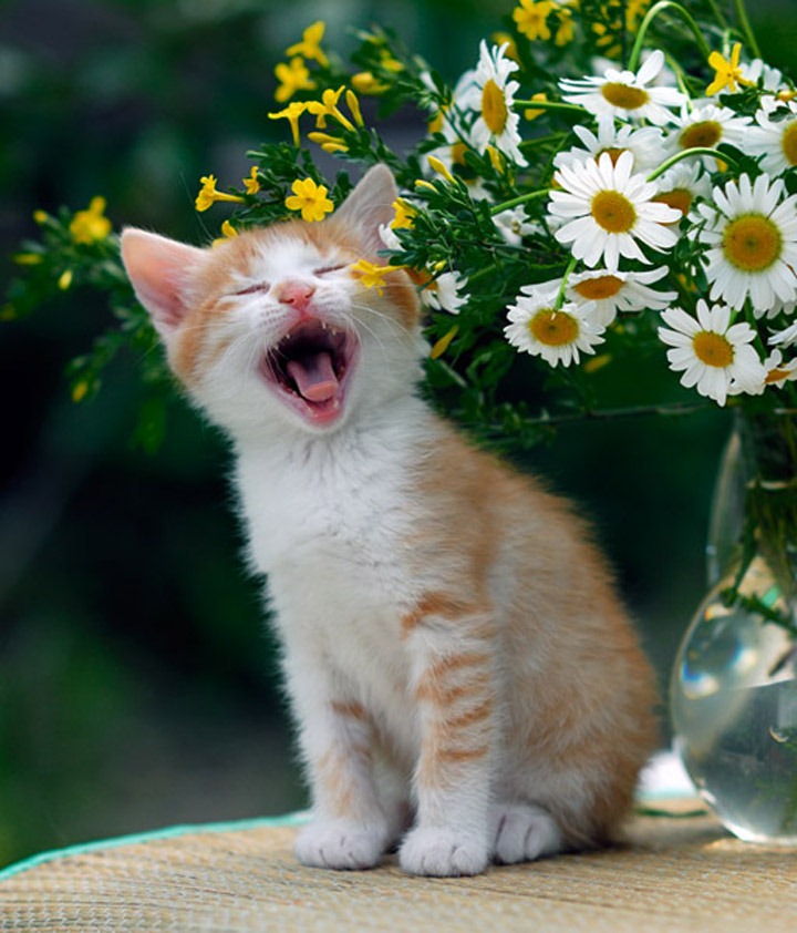 [animales divertidos migallinero (4)[14].jpg]