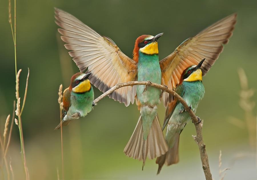 [animales divertidos migallinero (5)[17].jpg]