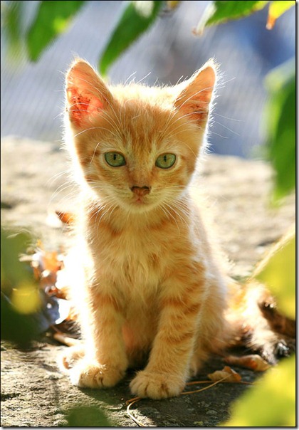 animales divertidos migallinero (7)