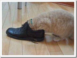 gato asfixiado migallinero (3)