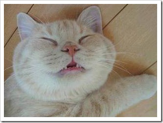 gato asfixiado migallinero (2)