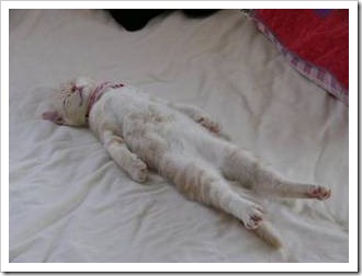 gato asfixiado migallinero (1)