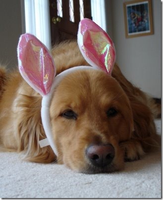 perros pascua (8)