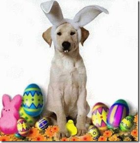 perros pascua (19)