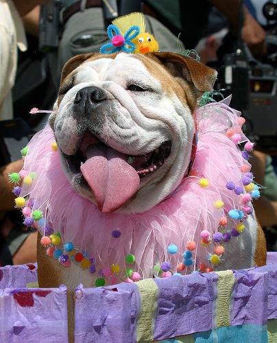 [perros pascua (20)[3].jpg]