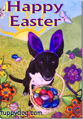 perros pascua (25)