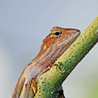 Lizard