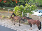 Neighborhood delights