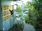 Lush vegetation