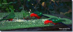 King Parrots IMGP2590