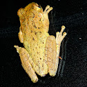 Cuban Tree Frog
