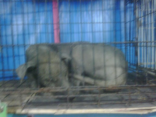 xoloitzcuintle fotos